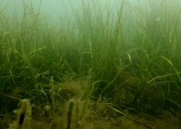 Seagrass recovery