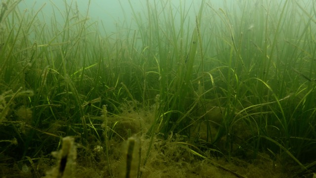 Seagrass recovery